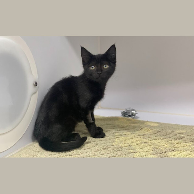 Photo of Shadow