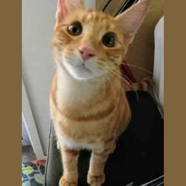 Photo of Gingerale