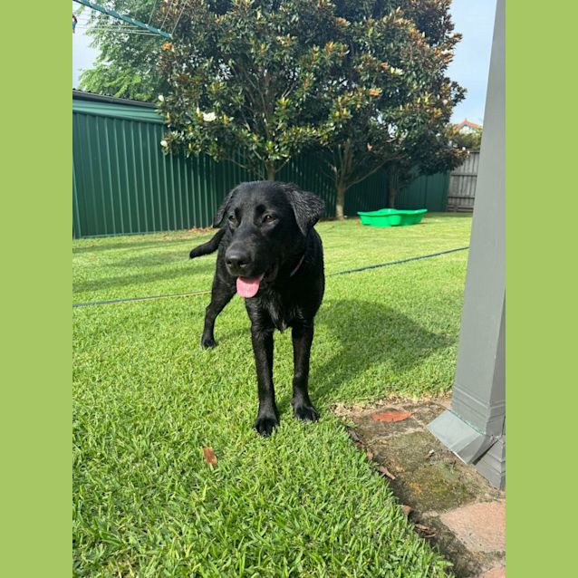 Photo of Lucy   7 Month Old Labrador (Trial)