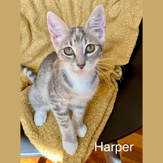 Photo of Harper