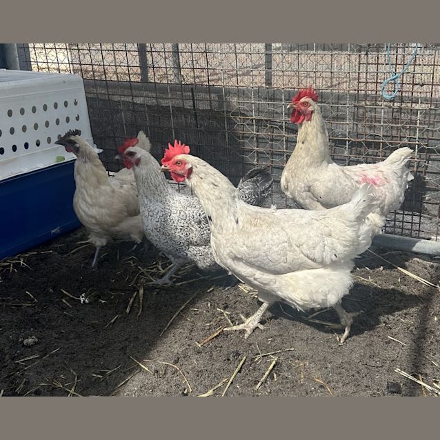 Photo of Mary, Milly, Maggie 