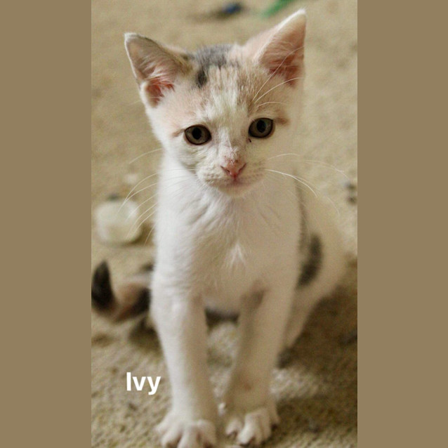 Photo of Ivy