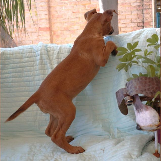 Photo of Chikita
