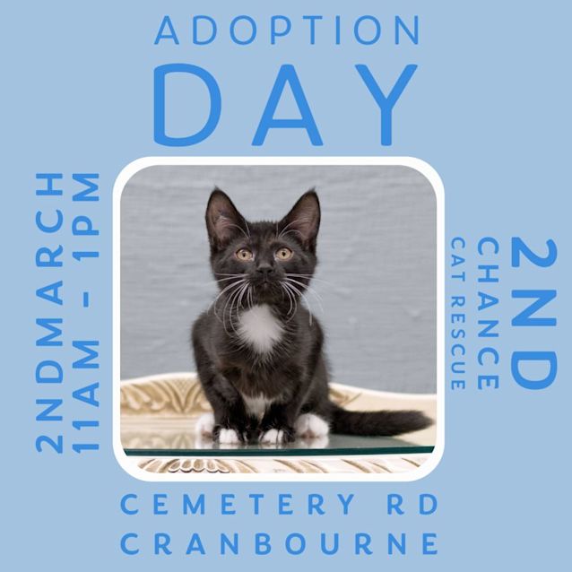 Photo of Miss Marple **2nd Chance Cat Rescue**