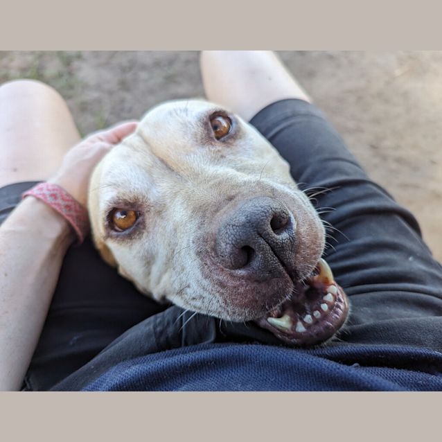 Photo of Honey