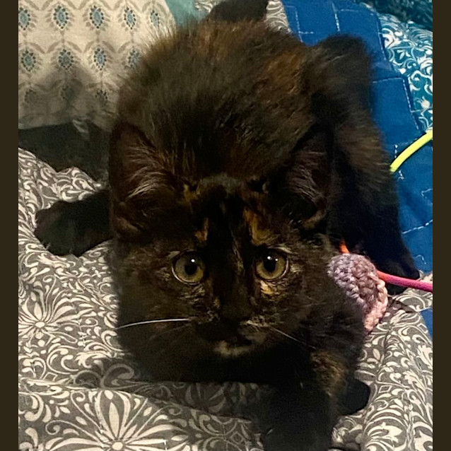 Photo of Opal 🌹🌞