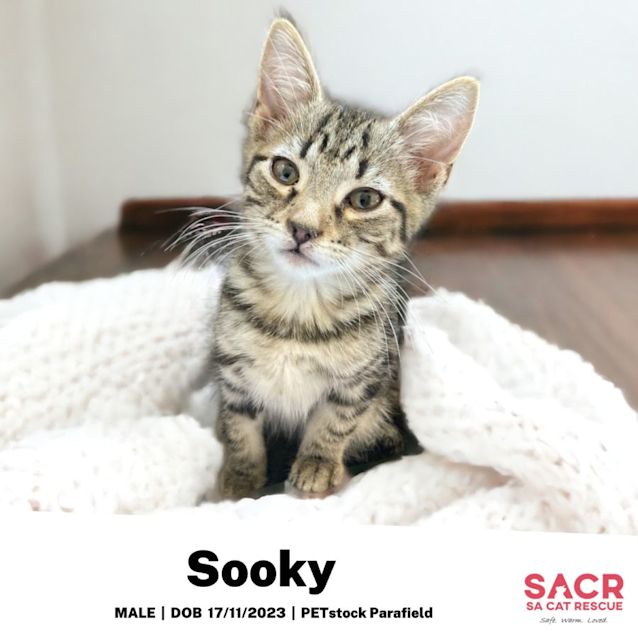 Photo of Sooky