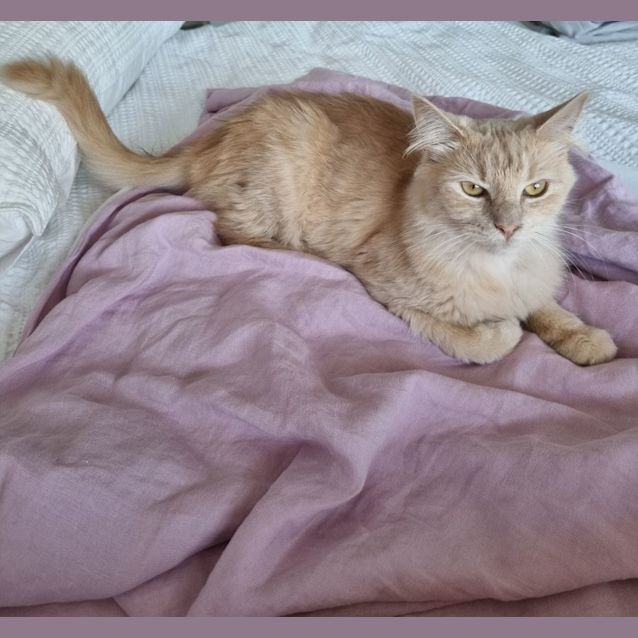 Photo of Peach