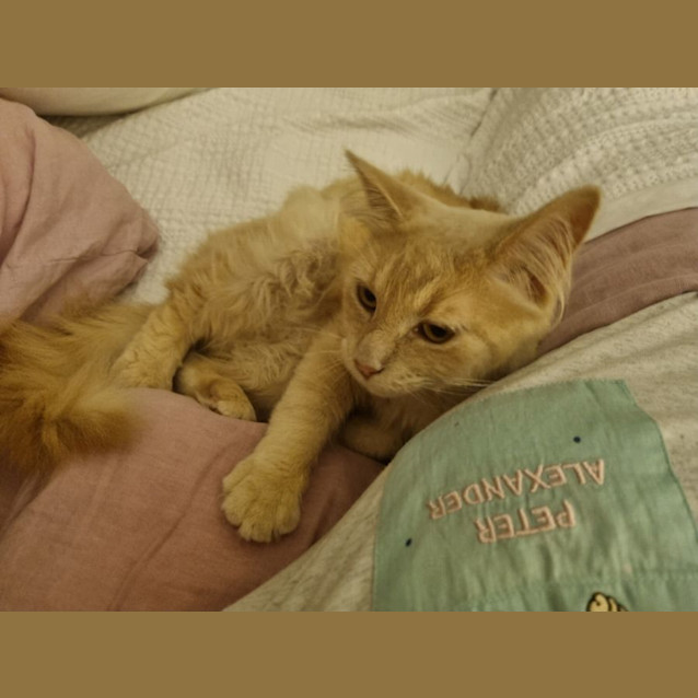 Photo of Peach