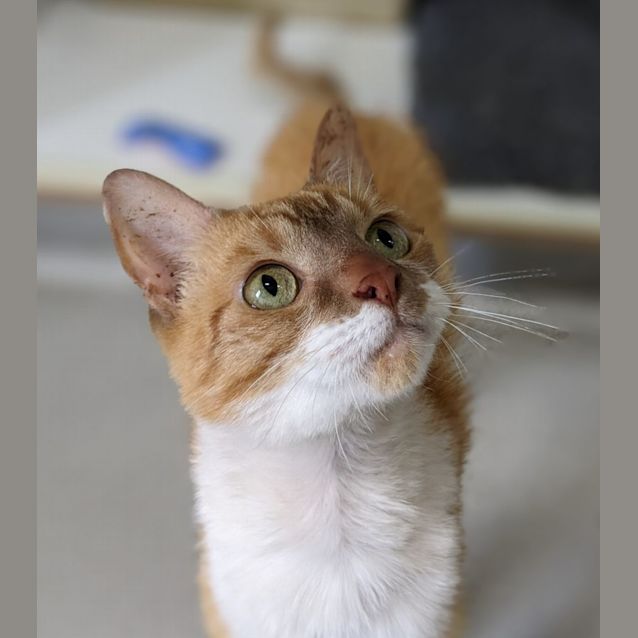 Photo of 🍂 Maple F02789 🍂