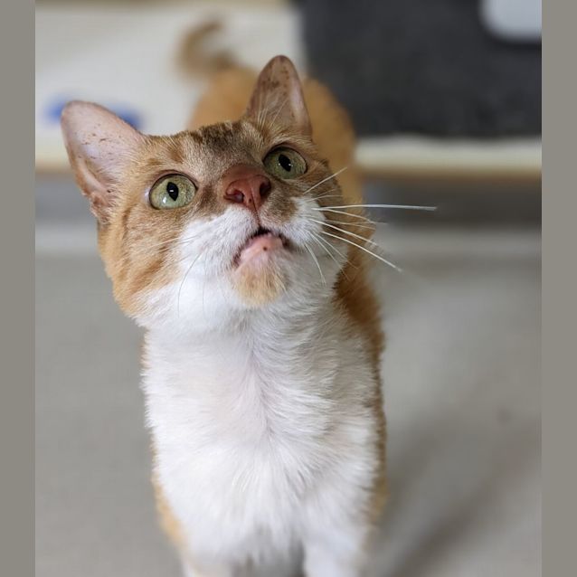 Photo of 🍂 Maple F02789 🍂