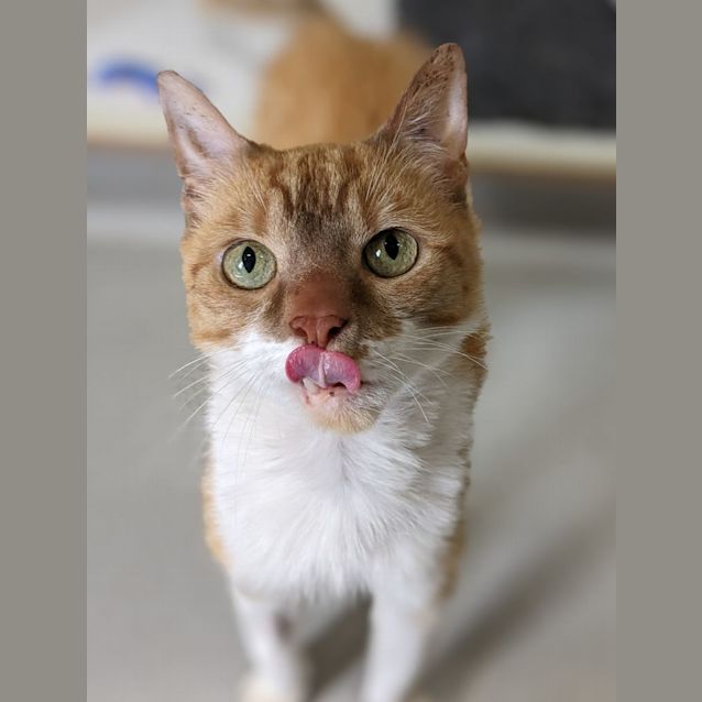 Photo of 🍂 Maple F02789 🍂