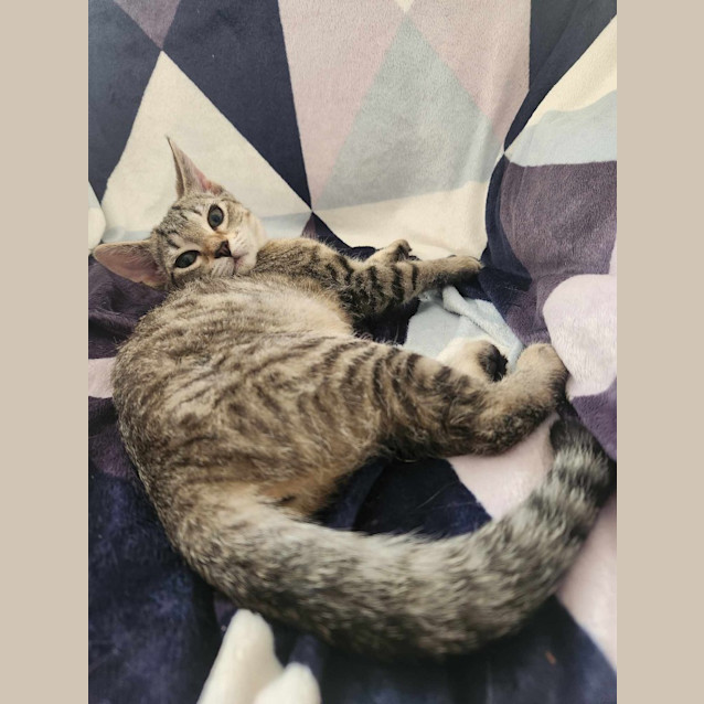 Photo of Pumpkin