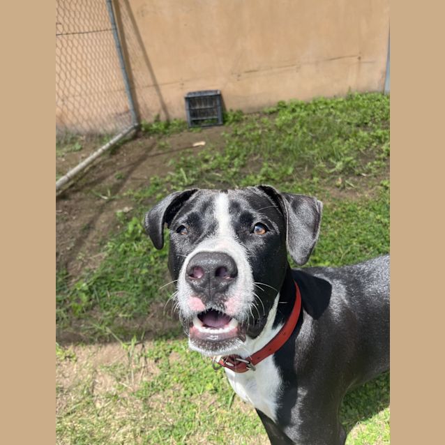 Photo of Sarge