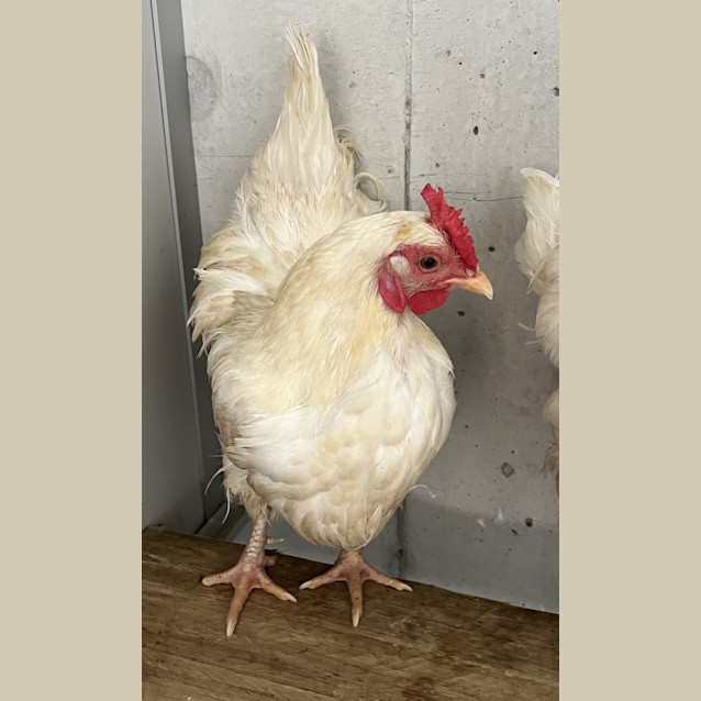 Photo of Snow White