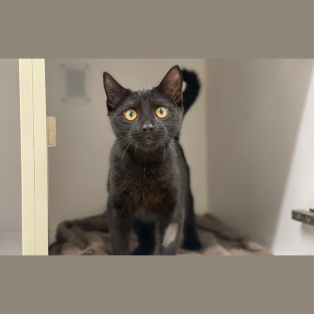 Photo of Mr Meowgi