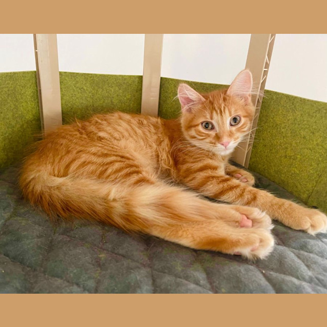 Photo of Biscuit Maker Jericho