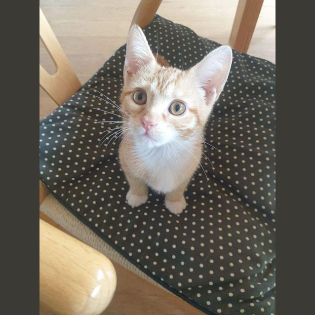 Photo of Fred Astaire 