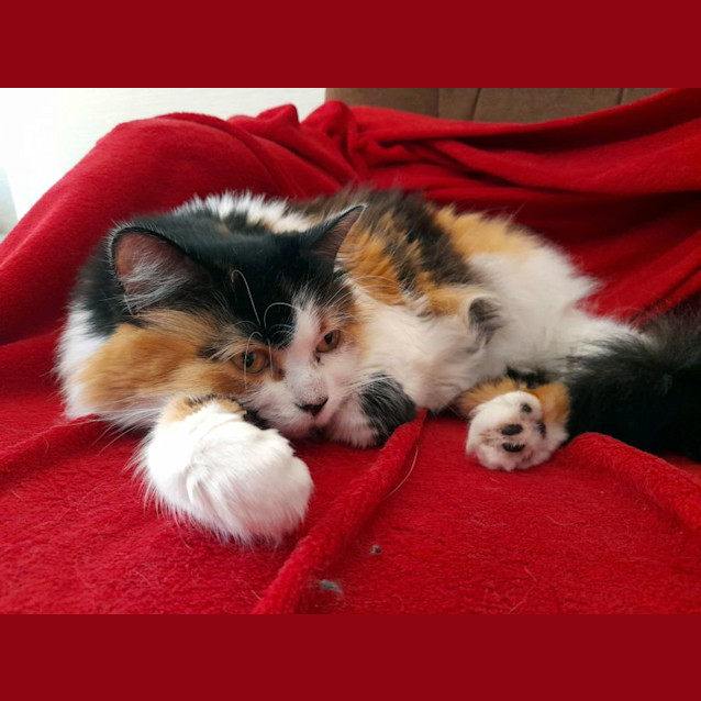 Photo of Geenie Sua011702