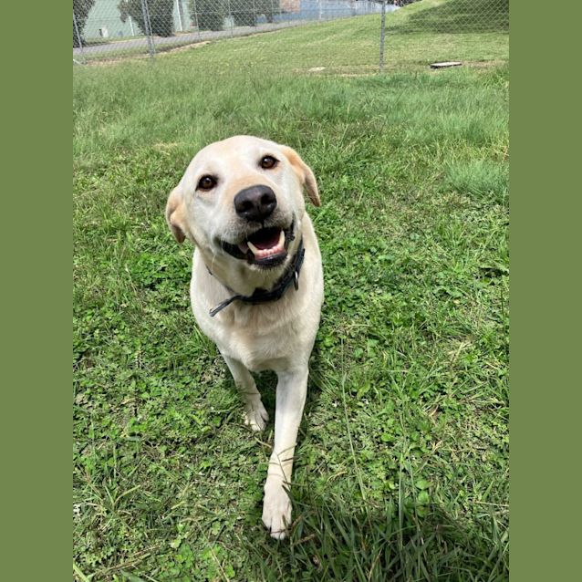 Photo of Archie