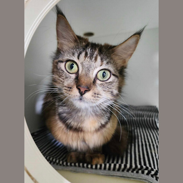 Photo of 🎁 Pandora 5087 🎁