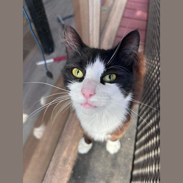 Photo of Ember 