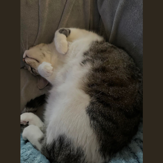 Photo of Bella