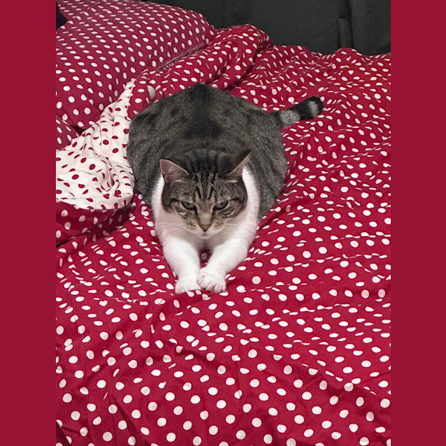 Photo of Bella