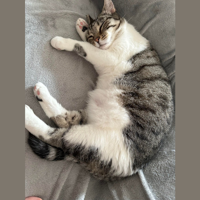 Photo of Bella