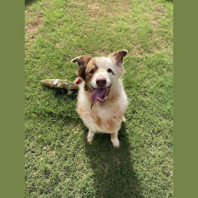 Photo of Arlo *$250 Adoption Fee*