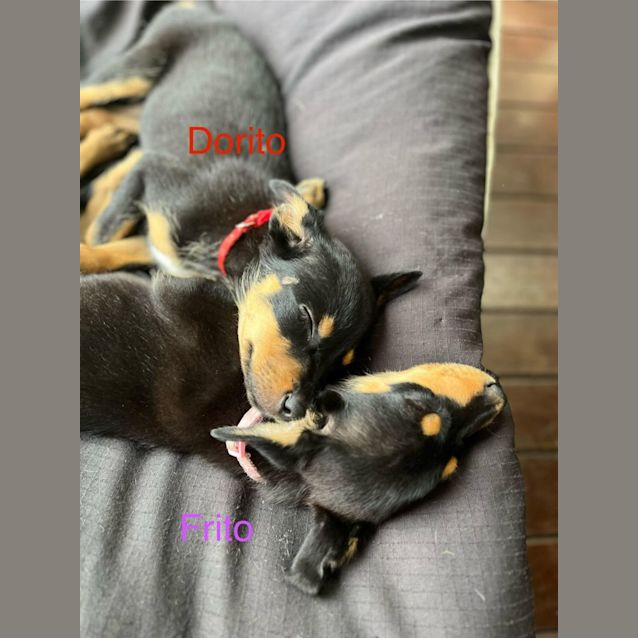 Photo of Frito