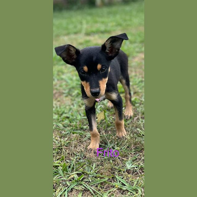 Photo of Frito
