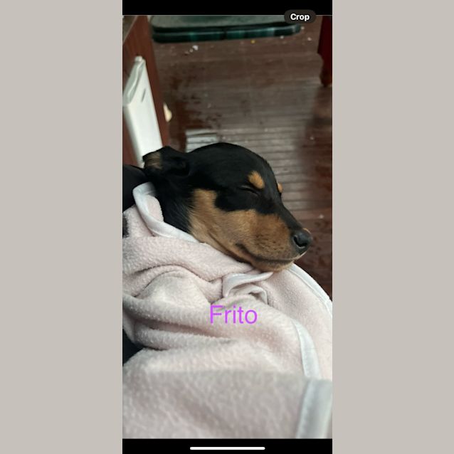 Photo of Frito