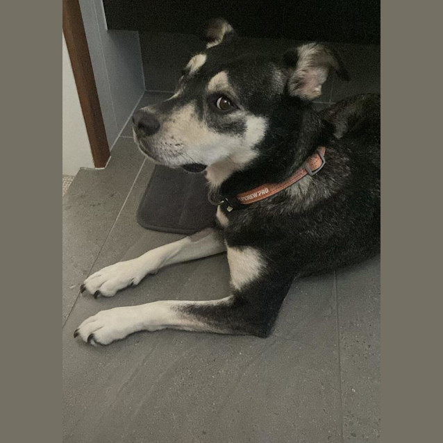 Photo of Nelly *$150 Adoption Fee* 