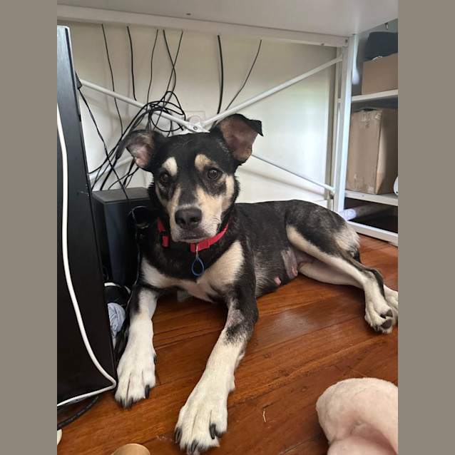 Photo of Nelly *$150 Adoption Fee* 