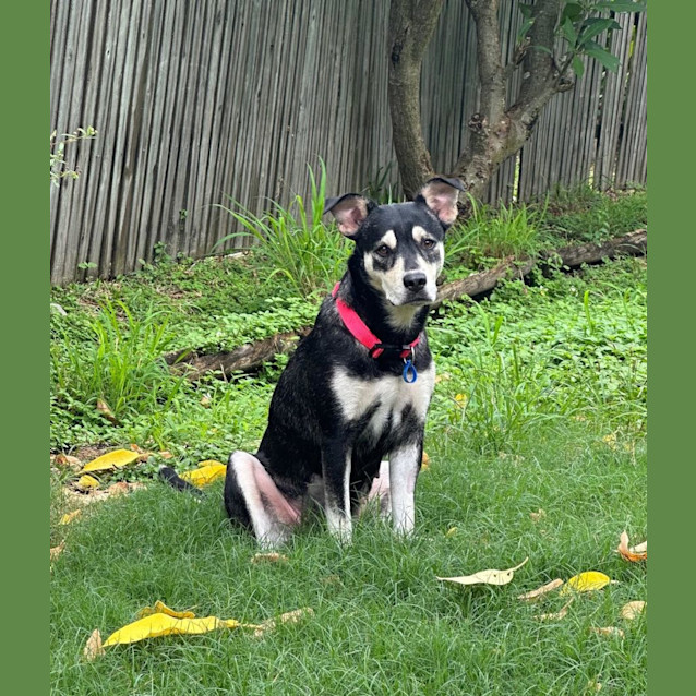 Photo of Nelly *$150 Adoption Fee* 