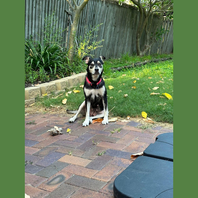 Photo of Nelly *$150 Adoption Fee* 