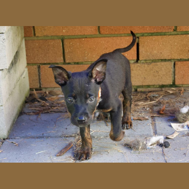 Photo of Rust