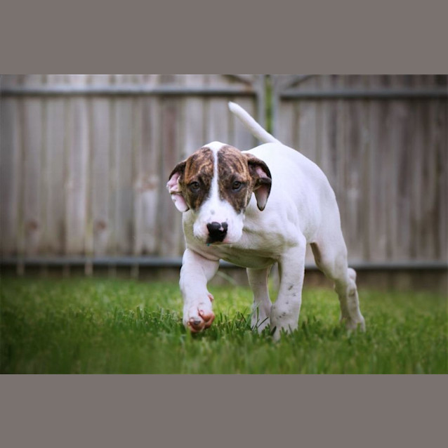 Photo of Tesla