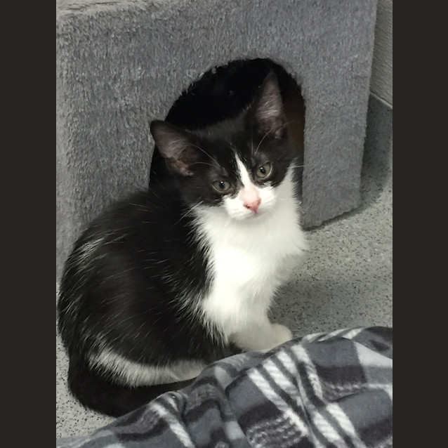 Photo of Loki