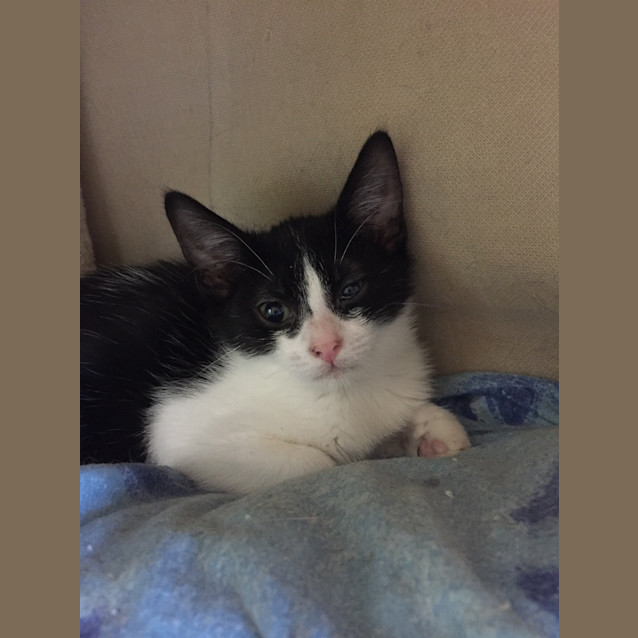 Photo of Loki