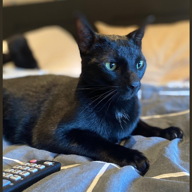 Photo of Jiji