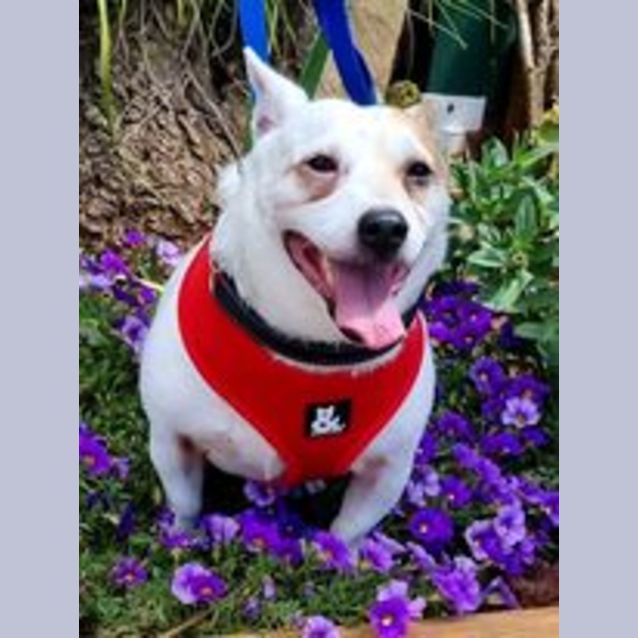 Photo of Spot