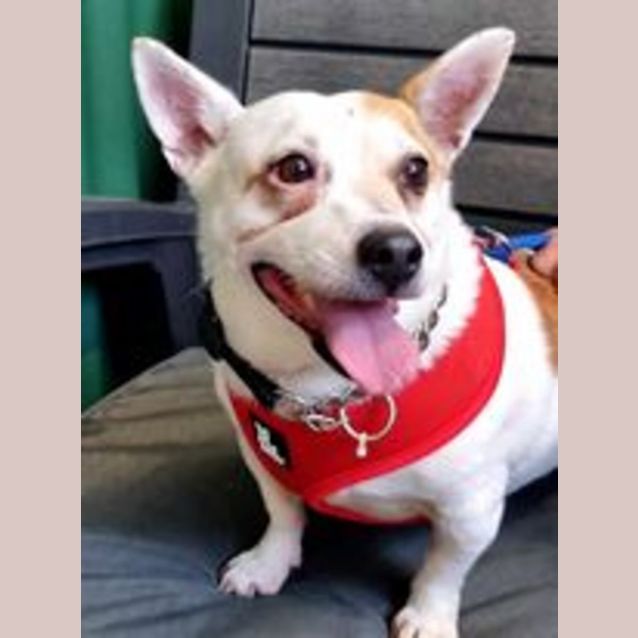 Photo of Spot