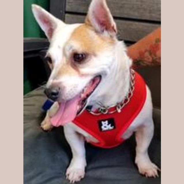 Photo of Spot