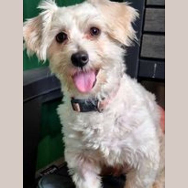 Photo of Buddy
