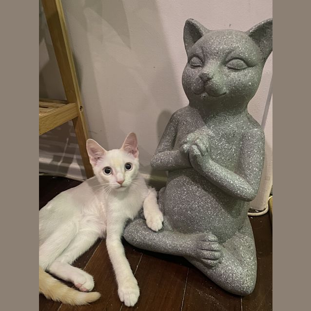 Photo of Dobby