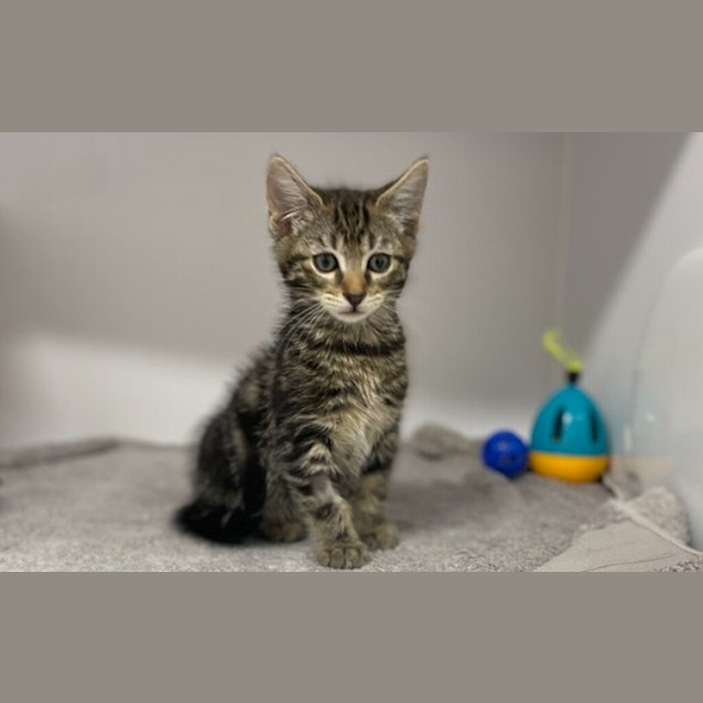 Photo of Nimbus