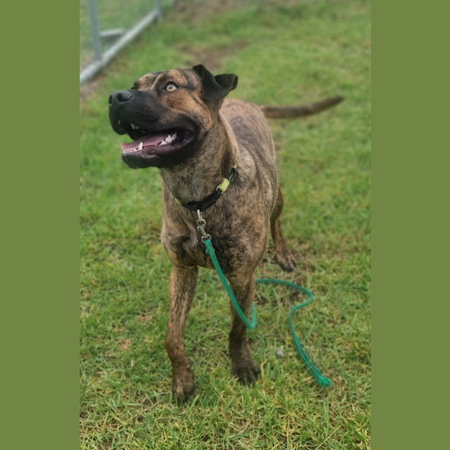 Photo of Archie (62206)