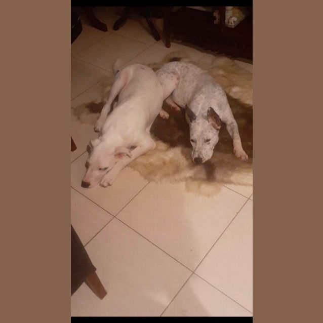 Photo of Spot